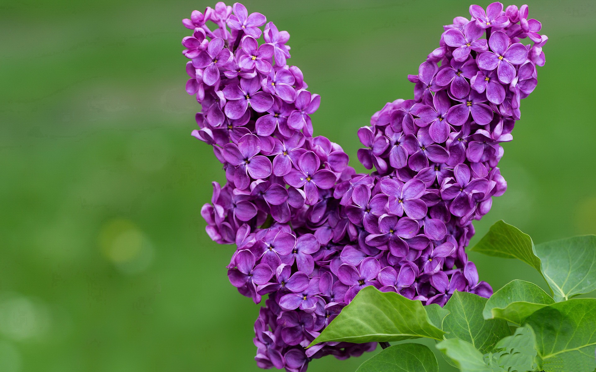 步行者轻取鹈鹕,利拉德成为关键先生